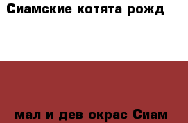 Сиамские котята.рожд.15.09.17.мал.и дев.окрас Сиам.кушают в горшок ходят. › Цена ­ 1 000 - Брянская обл., Брянск г. Животные и растения » Кошки   
